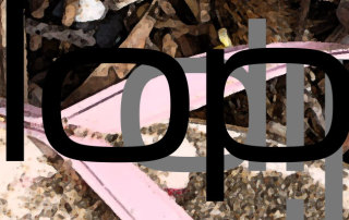 flipflop